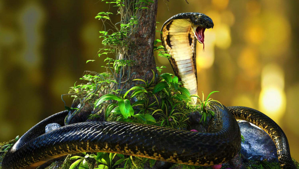 Цікаві факти про кобру