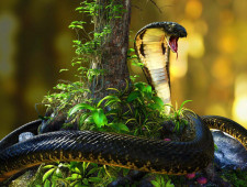 Цікаві факти про кобру