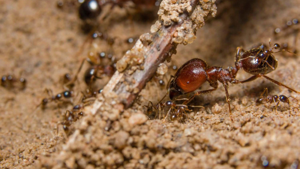 Цікаві факти про комах
