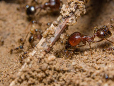 Цікаві факти про комах