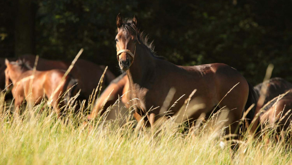 Цікаві факти про коней