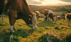 Цікаві факти про корів