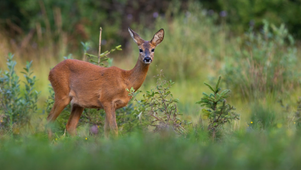 Цікаві факти про козулю