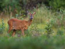 Цікаві факти про козулю