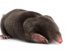 Цікаві факти про кротів