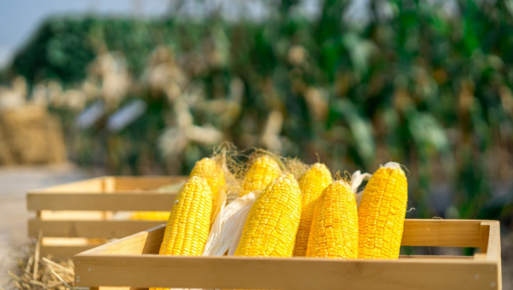 Цікаві факти про кукурудзу