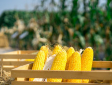 Цікаві факти про кукурудзу