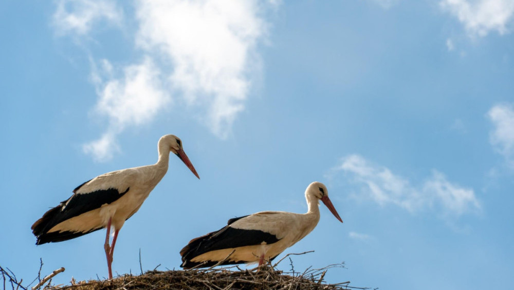 Цікаві факти про лелек