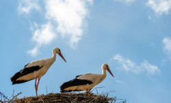 Цікаві факти про лелек