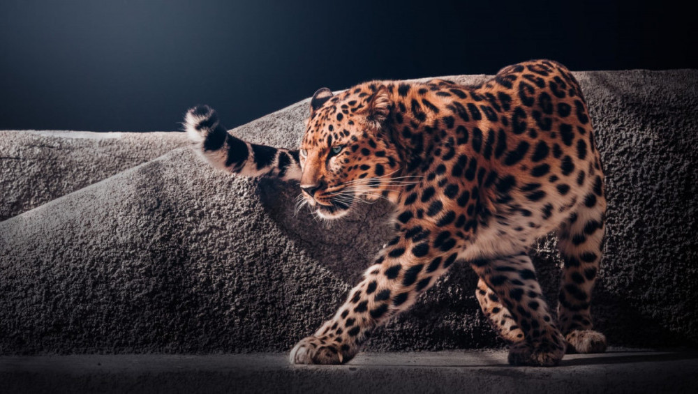 Цікаві факти про леопардів