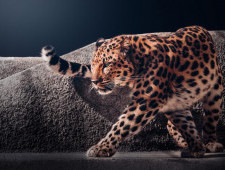 Цікаві факти про леопардів