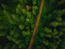 Цікаві факти про ліси