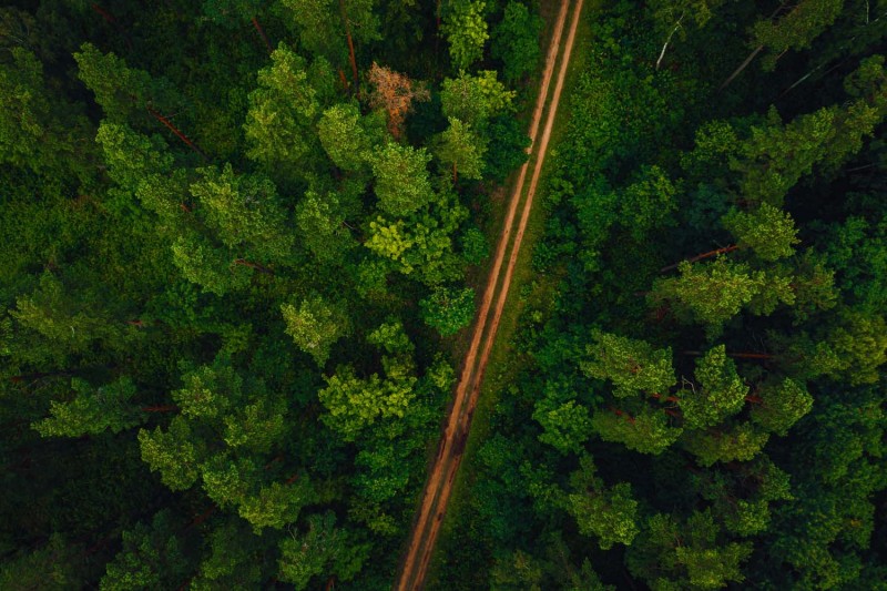 Цікаві факти про ліси