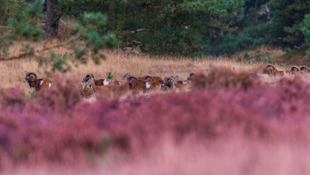 Цікаві факти про лісових тварин