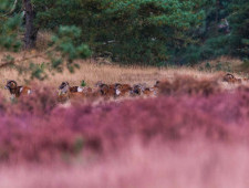 Цікаві факти про лісових тварин
