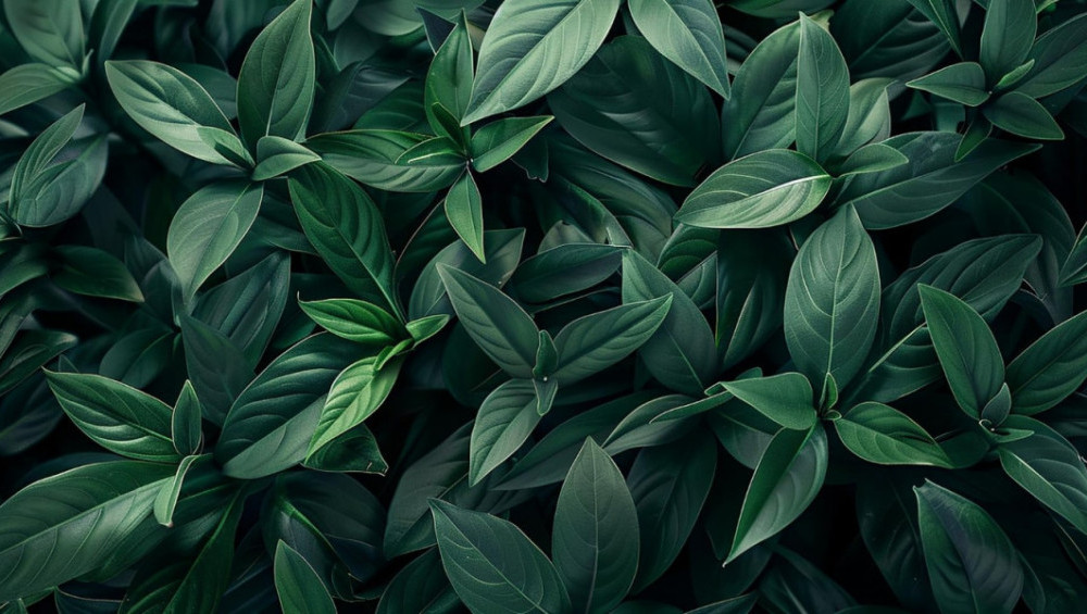 Цікаві факти про листя