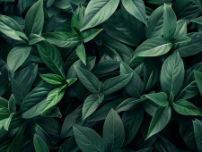 Цікаві факти про листя