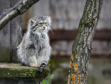 Цікаві факти про манула