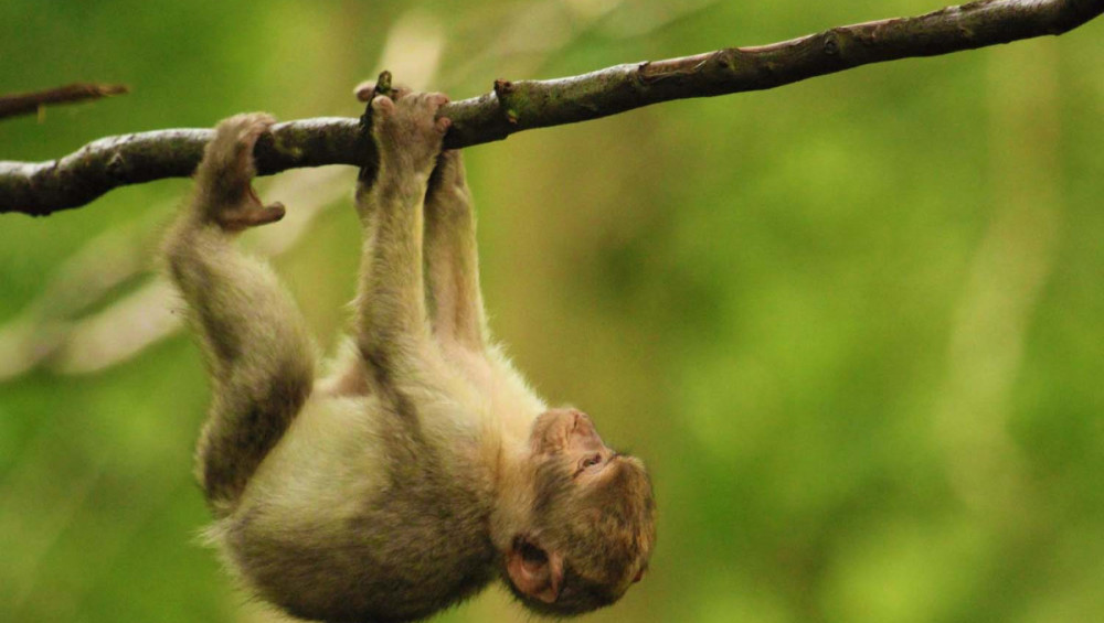 Цікаві факти про мавп