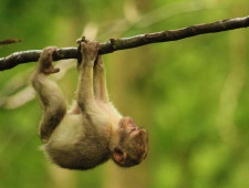 Цікаві факти про мавп