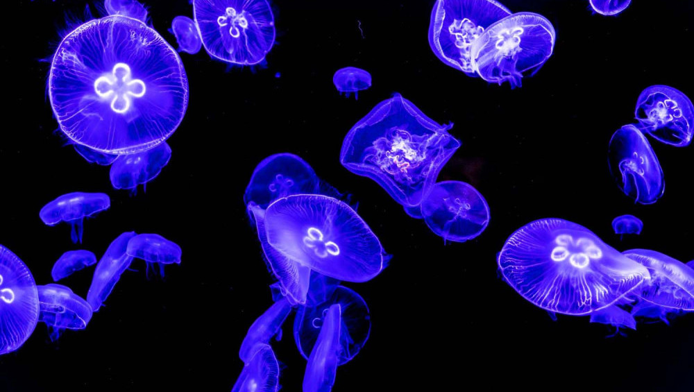 Цікаві факти про медуз