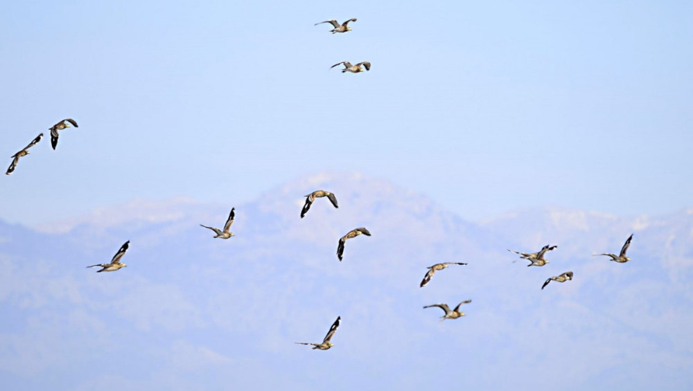 Цікаві факти про міграційних птахів