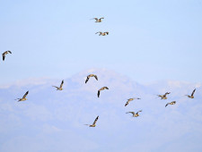 Цікаві факти про міграційних птахів