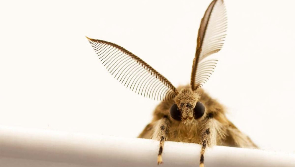 Цікаві факти про міль