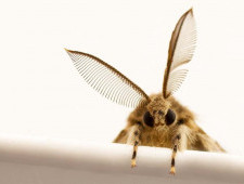 Цікаві факти про міль