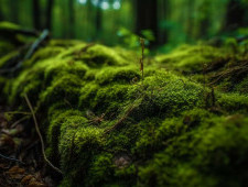 Цікаві факти про мохи