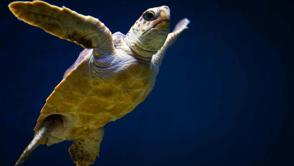 Цікаві факти про морських черепах