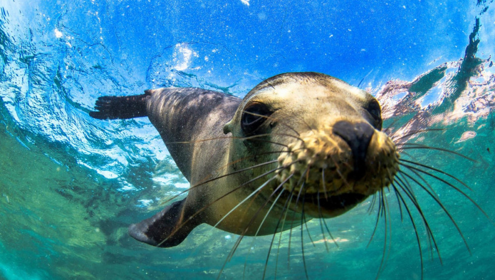 Цікаві факти про морських котиків