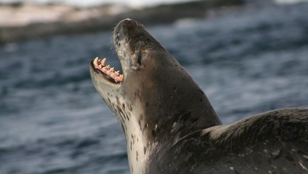 Цікаві факти про морських леопардів