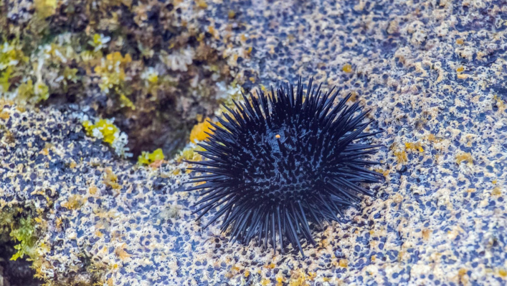 Цікаві факти про морських їжаків