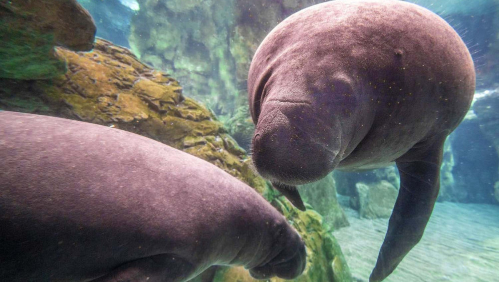 Цікаві факти про морського слона