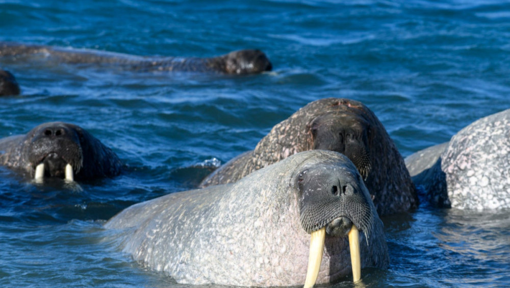 Цікаві факти про моржів