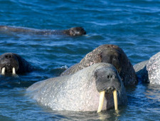 Цікаві факти про моржів