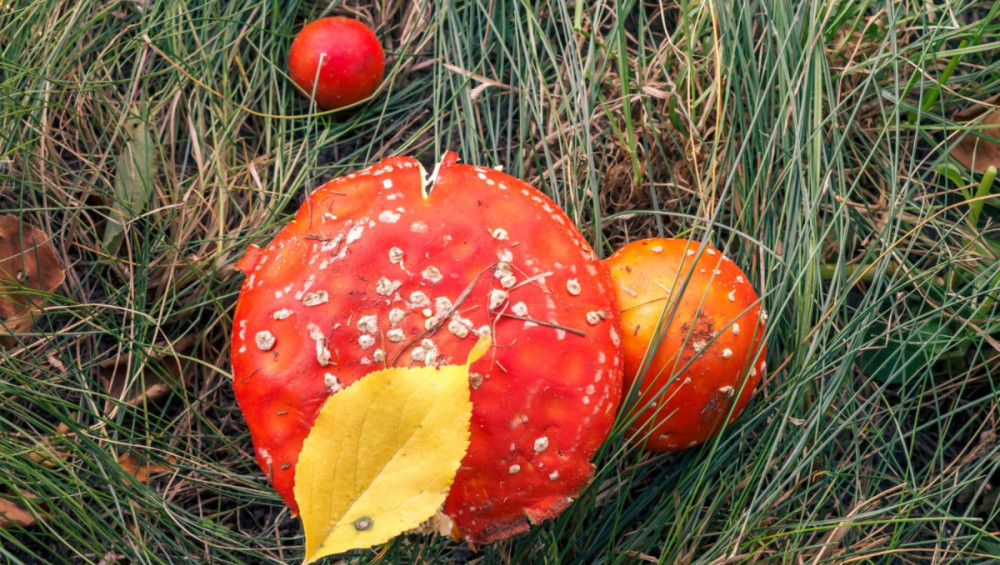 Цікаві факти про мухомори