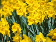 Цікаві факти про нарциси