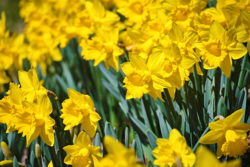 Цікаві факти про нарциси