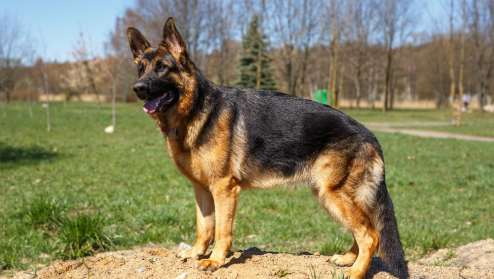 Цікаві факти про німецьку вівчарку