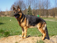 Цікаві факти про німецьку вівчарку