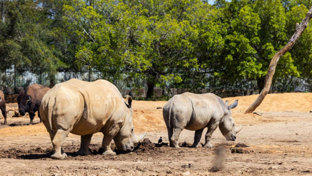 Цікаві факти про носорогів