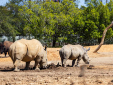 Цікаві факти про носорогів