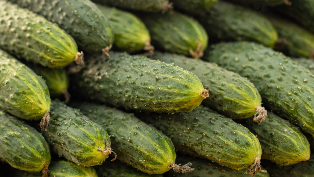Цікаві факти про огірки