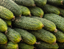 Цікаві факти про огірки