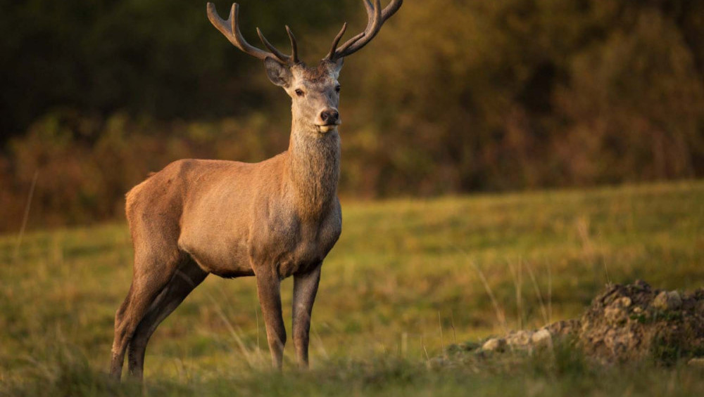 Цікаві факти про оленів
