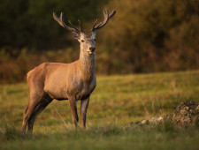 Цікаві факти про оленів