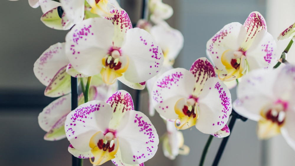 Цікаві факти про орхідеї