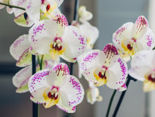 Цікаві факти про орхідеї